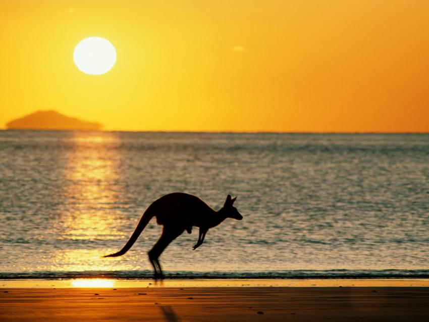 Kangourou - australia
