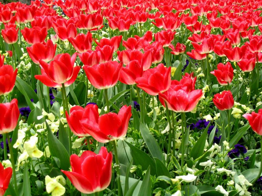 champ  de tulipe