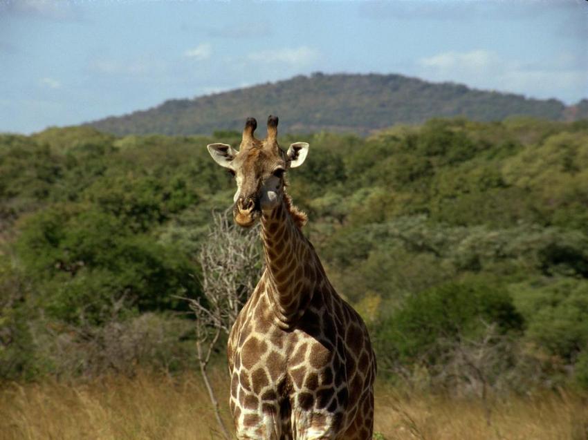 Girafe - afrique