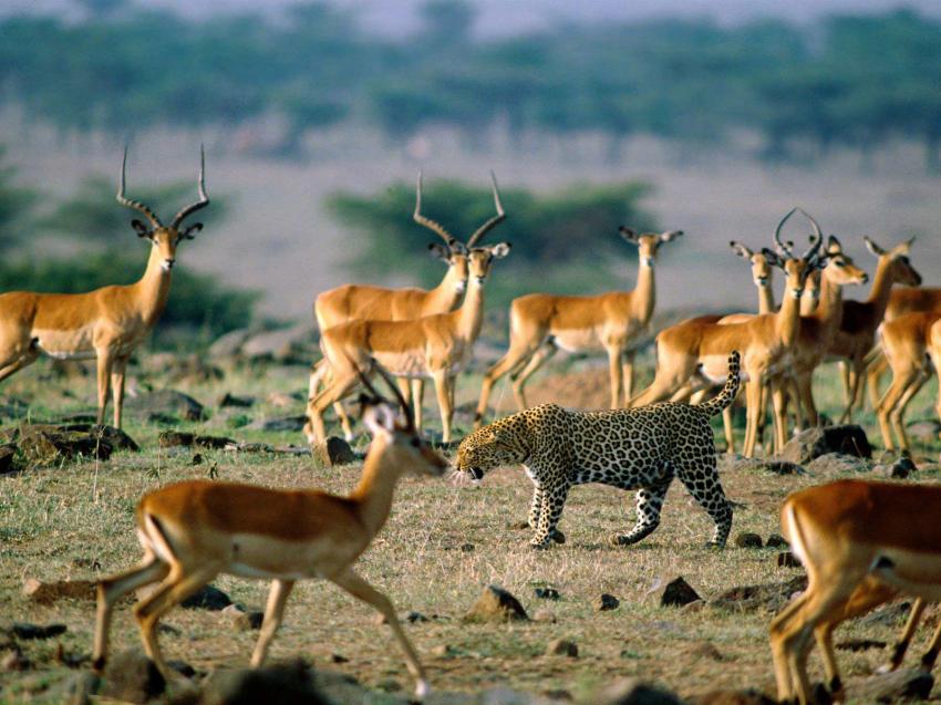 leopard et gazelles