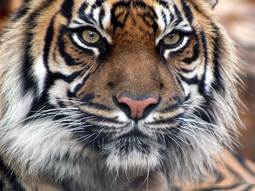 Tigre Du Bengale