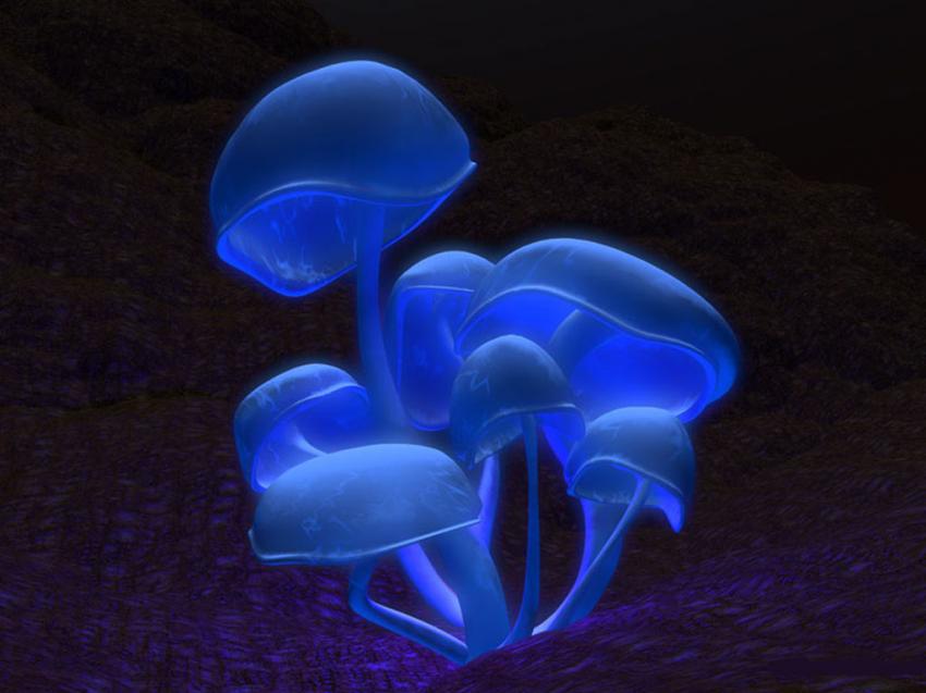 3D champignon