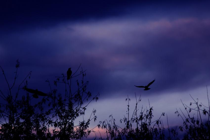 Les corbeaux dans la nuit