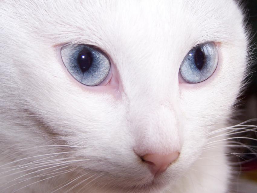 Blanche et ses yeux bleus