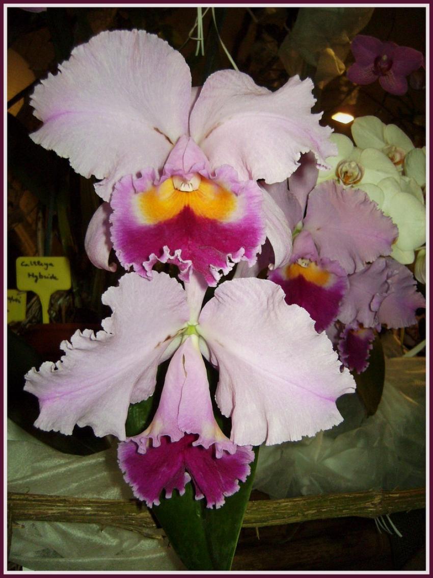Orchide rose
