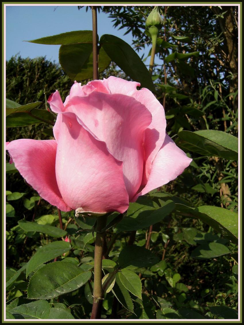 Rose de mon jardin