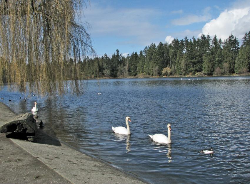 Parc Stanley et son Lost Lagoon, Vancouver -5-