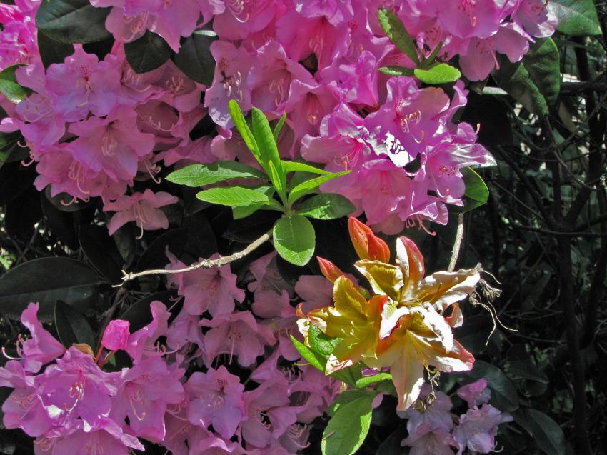 Des Rhododendrons