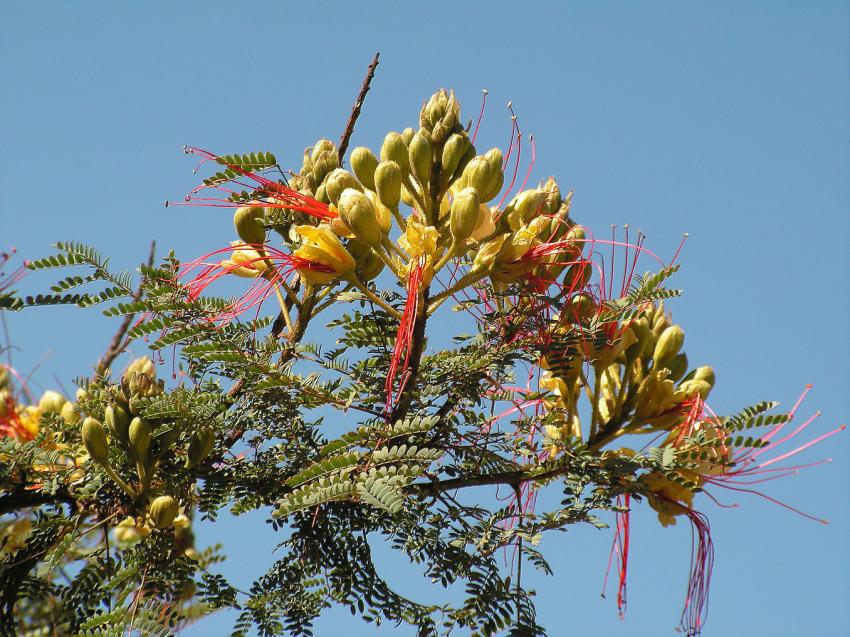 Fleur de caesalpina ou poinciana