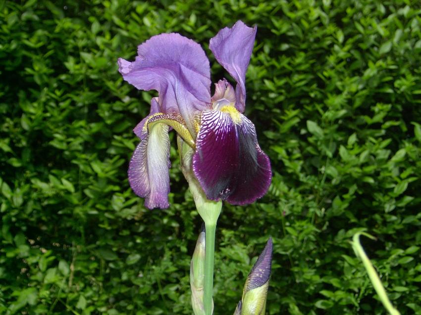 couleurs d'iris