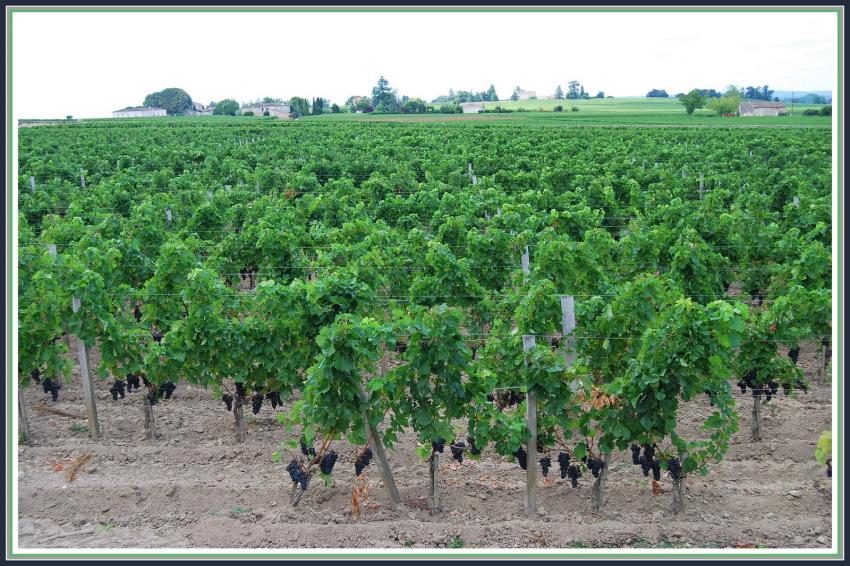 Saint-Emilion (33) La vigne