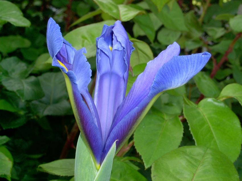 Iris de mon jardin