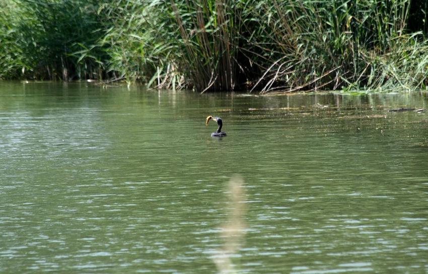 Belle prise pour le cormoran du canal (1)
