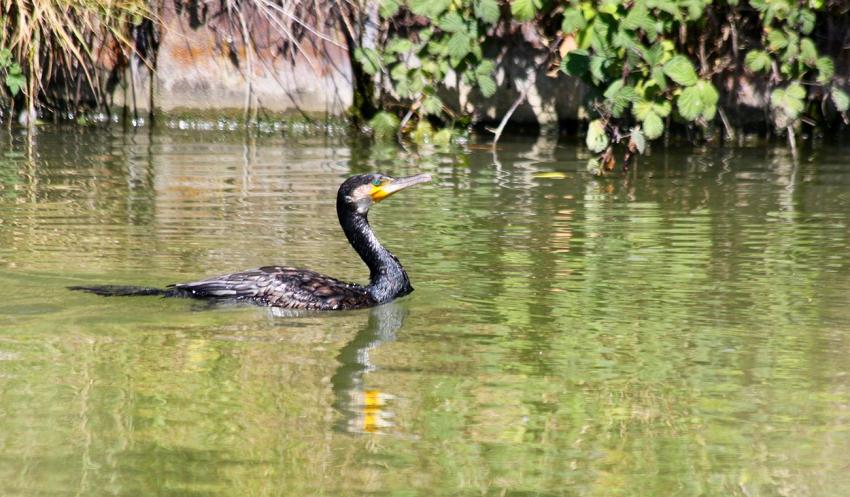 Le cormoran du canal (2)