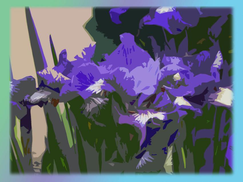 Iris bleues