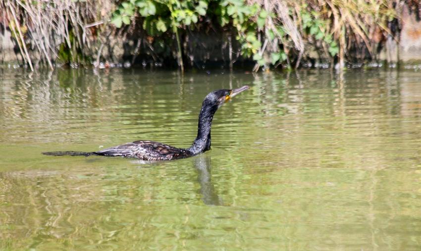 Le cormoran du canal (1)