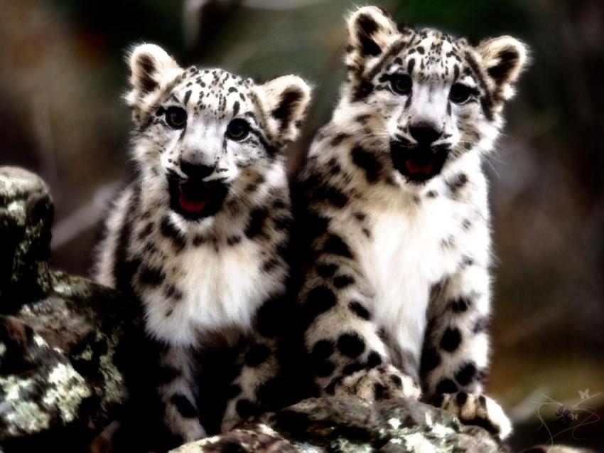 Petits lopards des neiges