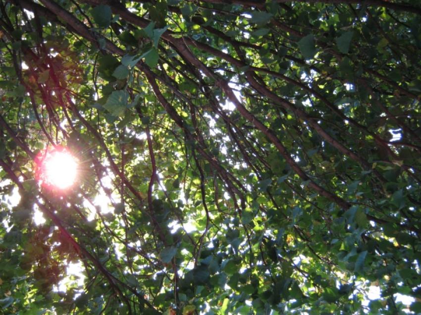 un soleil dans un arbre