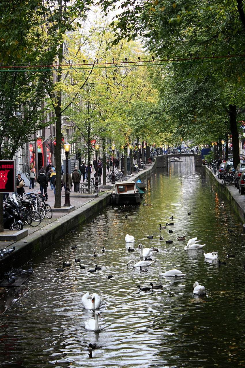 Amsterdam (49) Cygnes et canards