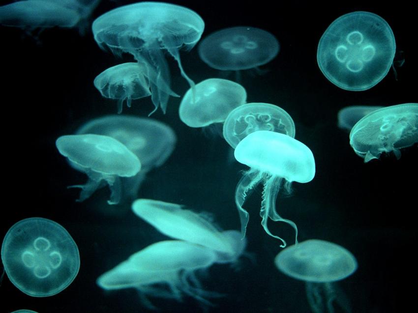 Drifters, Jellyfish.