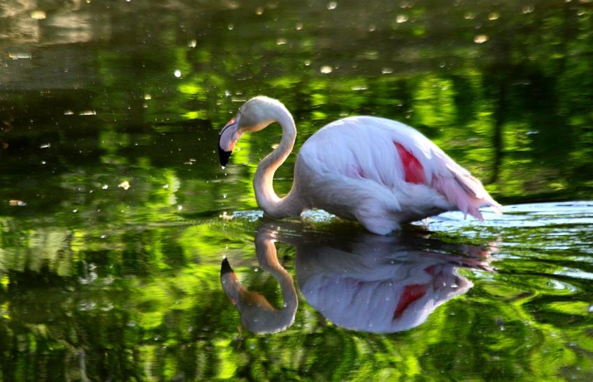 Flamant rose du zoo (7) et son reflet