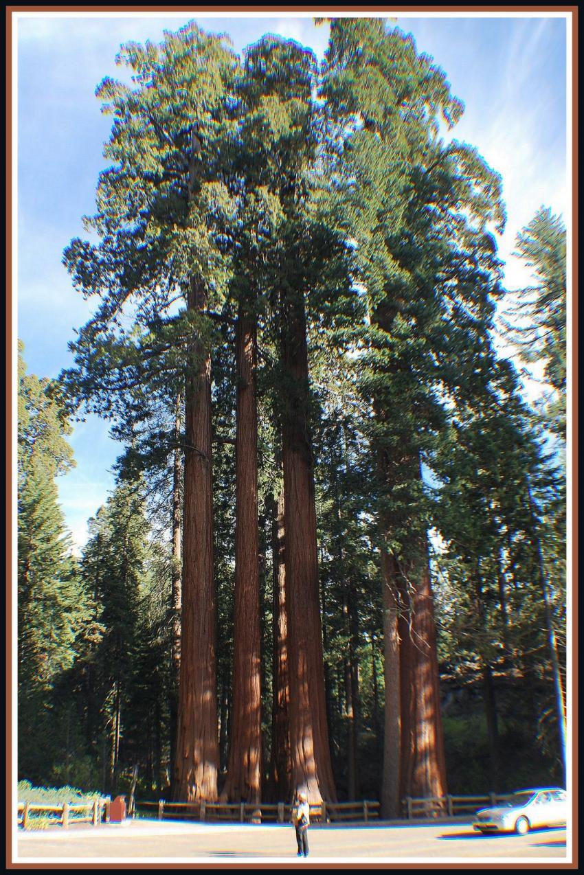 Squoias gants en Californie