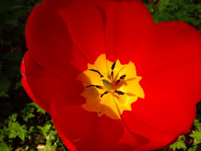 Fleur rouge coeur jaune