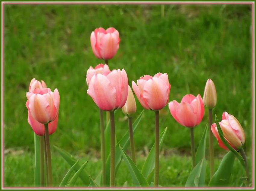Quelques tulipes 3