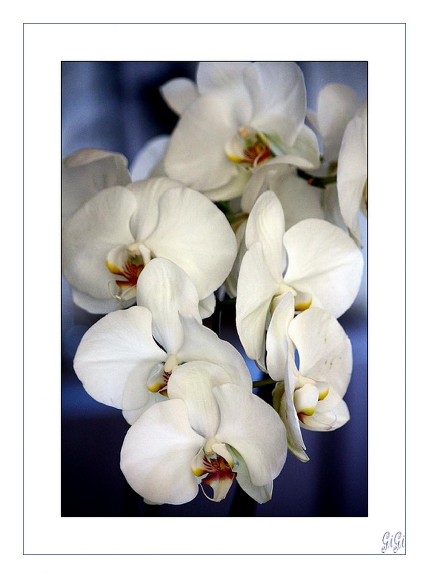 Bouquet d'orchides.