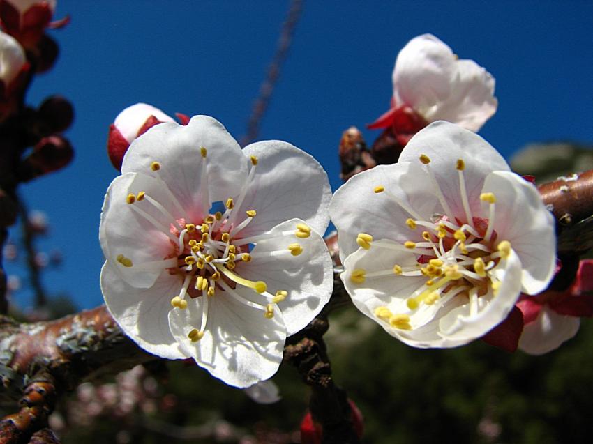 Fleurs d'abricotier 2011
