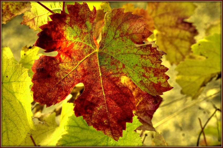 lumire d'automne dans la vigne