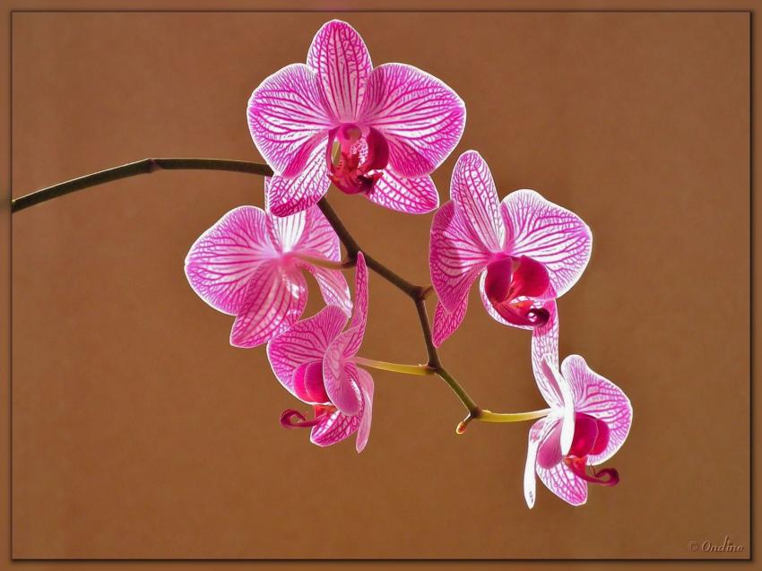 Contre-jour sur une orchide
