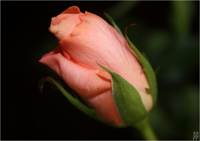 Rose rose.....