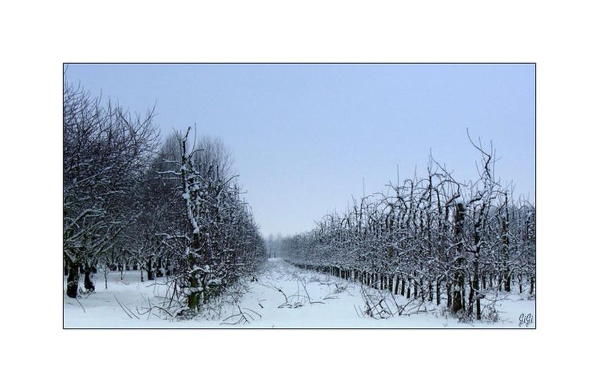 Paysage limbourgeois en hiver.
