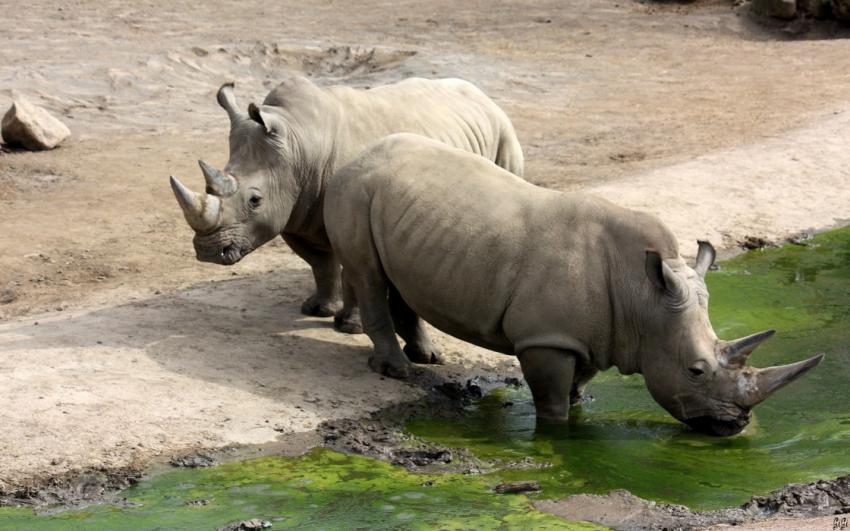 Couple de rhinos