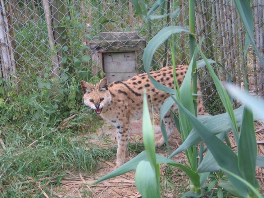 Serval