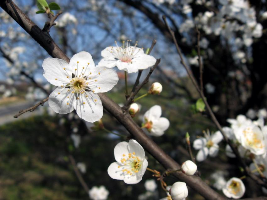 Fleurs blanc