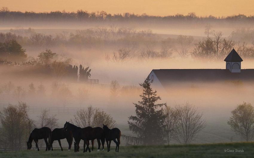 chevaux