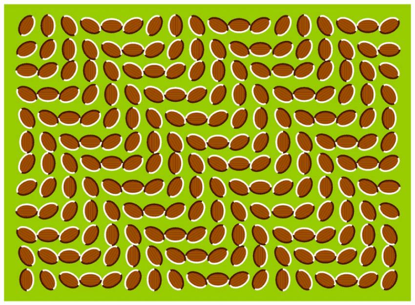 ondulation