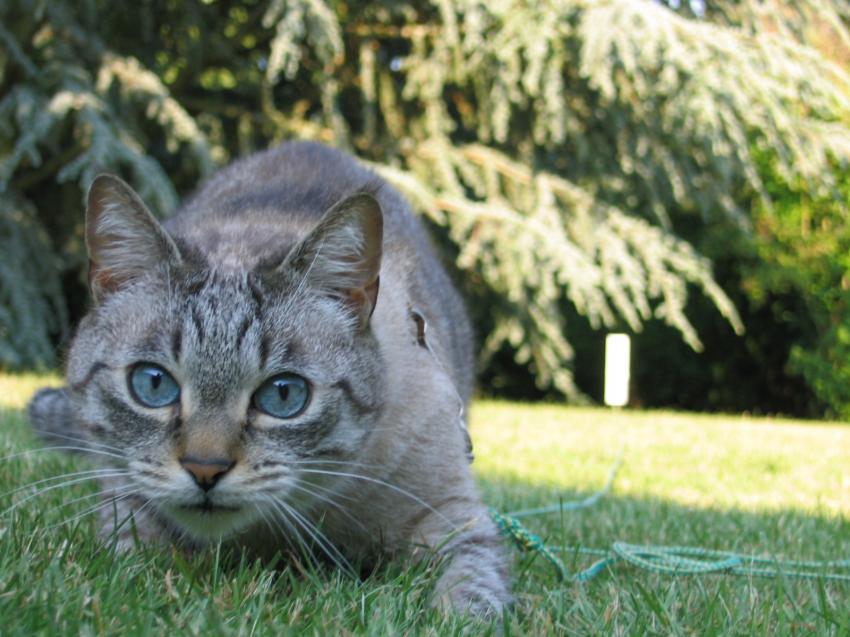 Chat