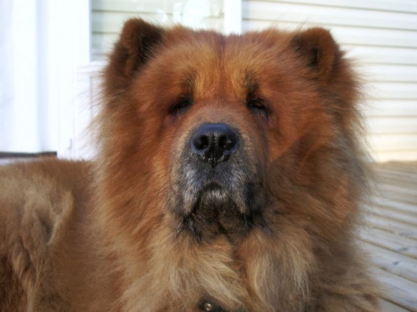 Chien