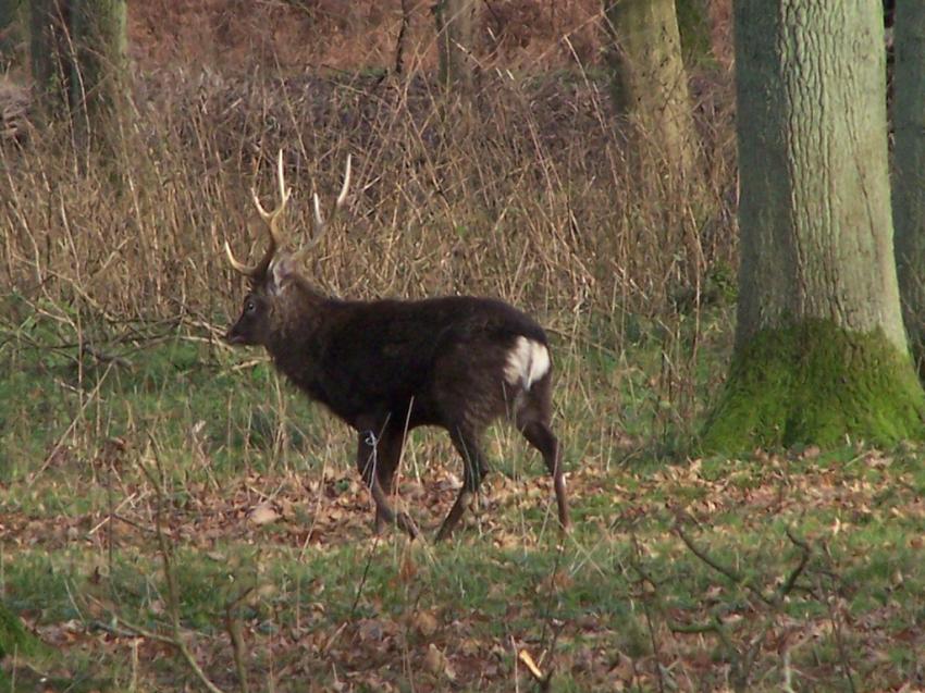 au dtour d'un sous-bois