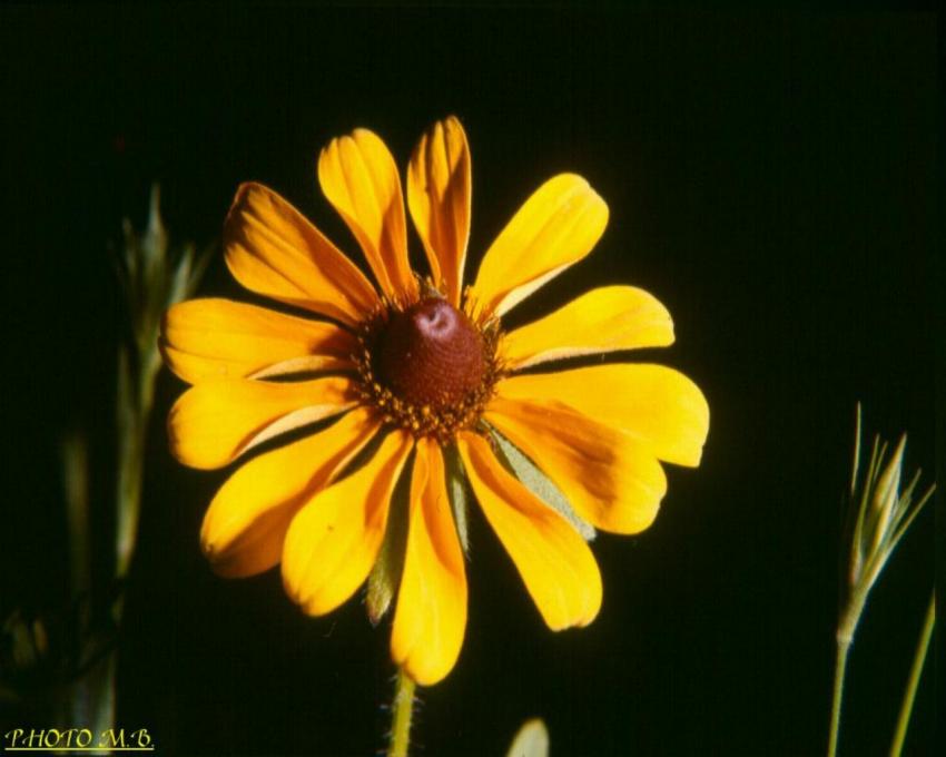 FLEUR DE NUIT