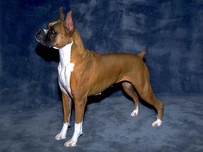 BOXER