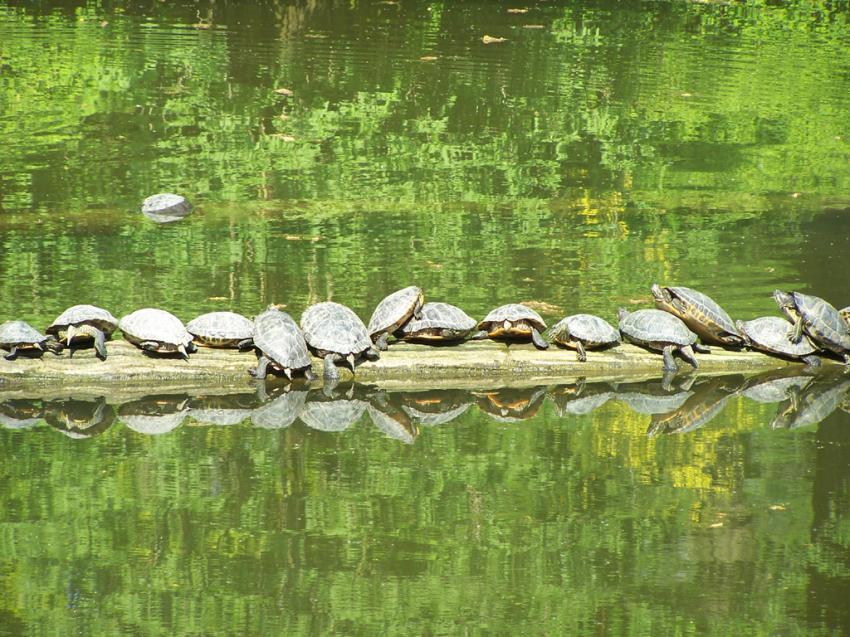 un alignement de tortue