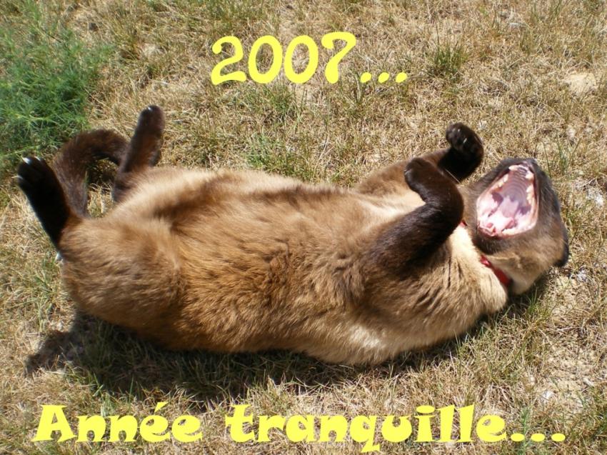 Chat