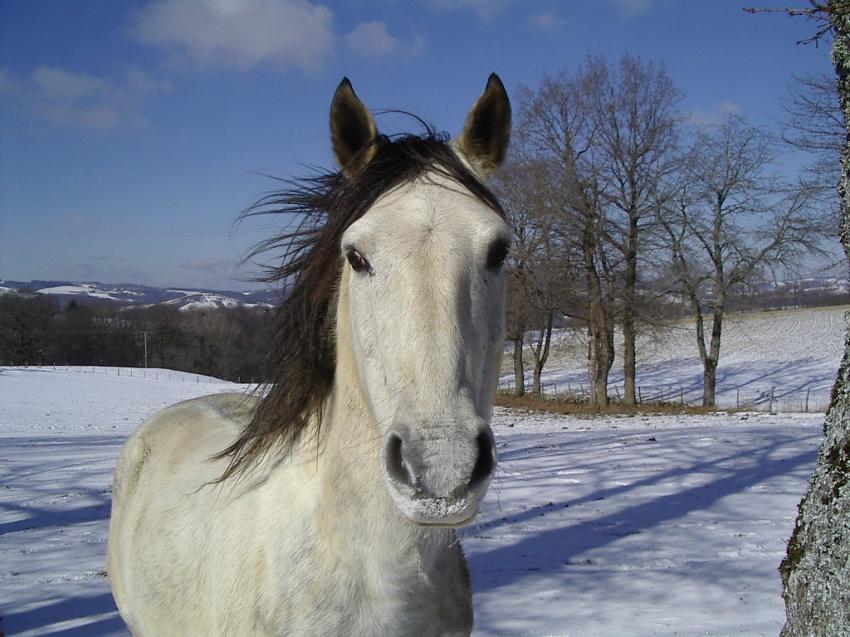 Cheval