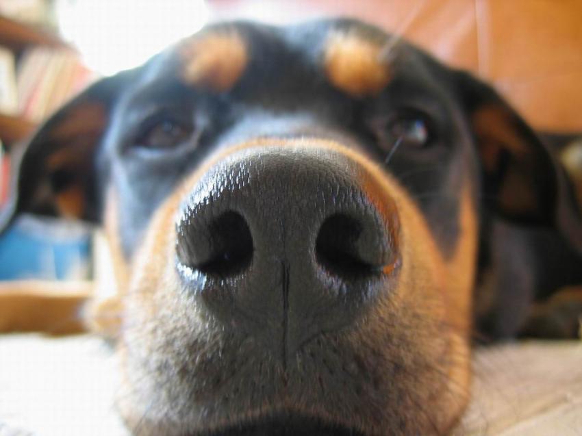 Chien