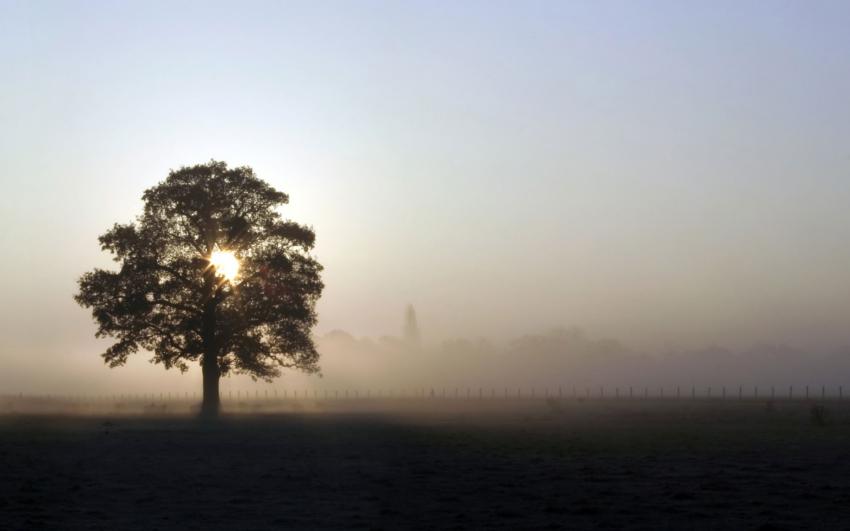 arbre soleil