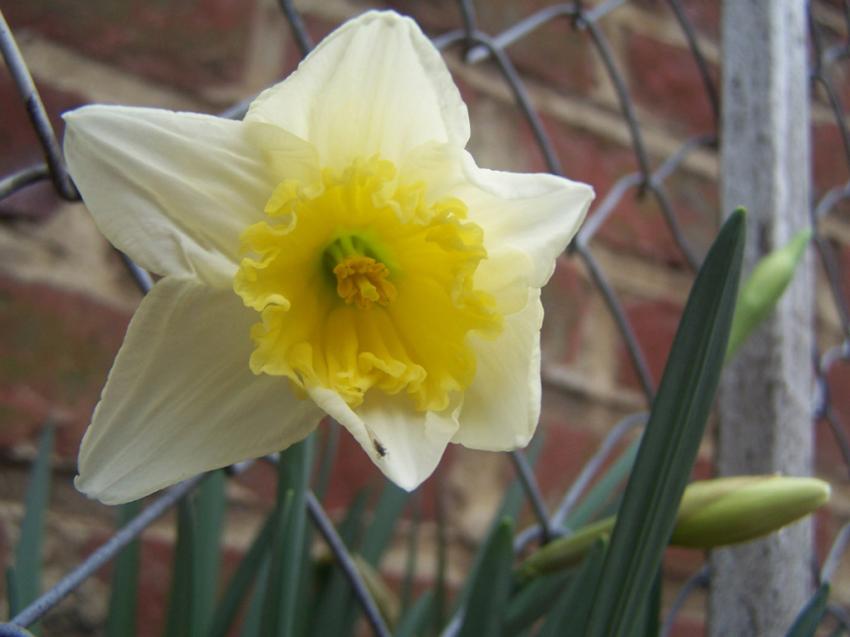 la premire jonquille avant le printemps